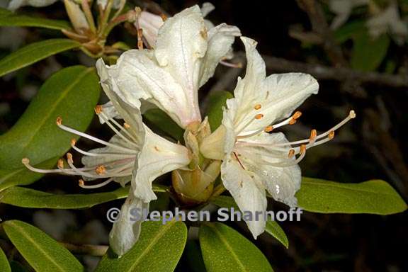 rhododendron keiskei var ozawae subsection triflora 2 graphic